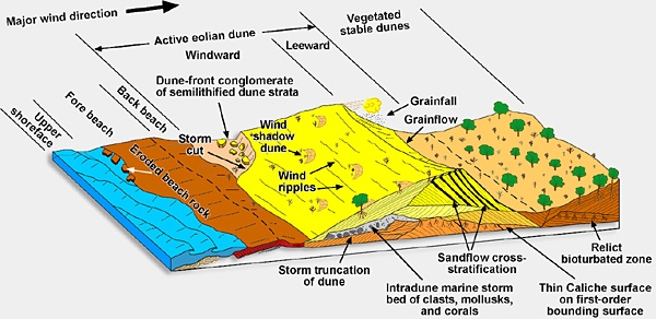 Carbonate Eolian Dune Systems Block-Diagram