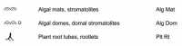 Organogenic Structure Symbols