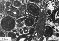 Photomicrograph or Ooilitic sand cemented in submarine Envrinonment